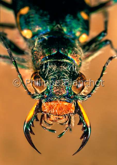 Lophyridia littoralis.JPG - in "Portraits d'insectes" ed. SeuilLophyridia littoralisCicindeleTiger beetleColeopteraCicindelidaeEspagne